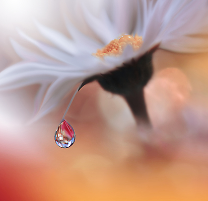 포토 JPG 해외이미지 식물 디자인 배너 꽃 백그라운드 꽃무늬 자연 벽지 추상 휴가 새로움 기념 사랑 미술 사람없음 장식 여름 컬러풀 뷰티 봄 낭만 덮개 벚꽃 물방울 축하 인사 신용카드 메뉴 데이지 캔버스 초대 파스텔톤 국경 해외포토 계절 감정 컬러 컨셉 무늬 문화예술 금융 뚜껑 예절 생태계 파일형식 이미지허브