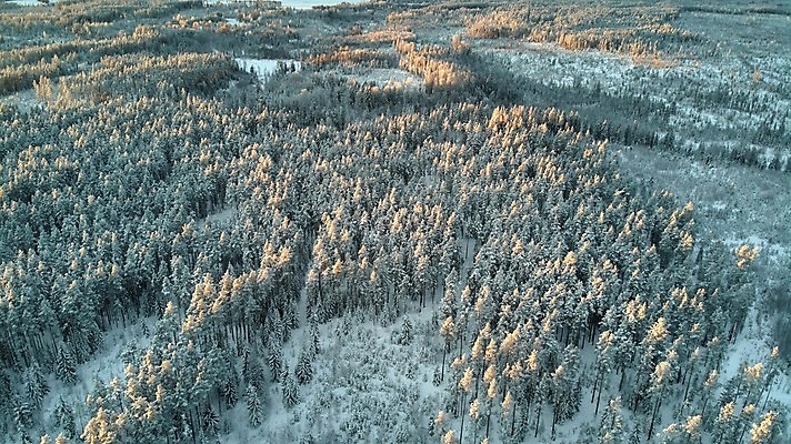 포토 JPG 해외이미지 나무 호수 야생동물 백그라운드 겨울 자연 하늘 날씨 주택 안테나 사람없음 야외 목재 물 파란색 햇빛 마을 환경 항구 맑음 냉동 얼음 일몰 추위 흰색 시골 신선 소나무 정상 숲 시원함 12월 서리 러시아 장면 드론 조감도 눈내림 해외포토 자연요소 식물 동물 계절 유럽 컬러 재료 통신 교통시설 눈_날씨 건물 태양 노을 날짜 생태계 파일형식 이미지허브