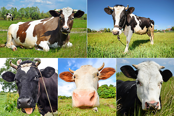 포토 JPG 해외이미지 얼굴 백그라운드 밭 농업 포유류 자연 하늘 사람없음 야외 초록색 농경지 환경 가축 목장 우유 시골 점 소 군중 큼 방목 땅 유기농 코 모음 주둥이 내추럴 송아지 거짓말 기르기 밭일 찰과상 총구 해외포토 동물 웰빙 산업 새끼 컬러 유제품 사람 한글 신체부위 농장 축산업 상처 크기 생태계 돌봄 파일형식 이미지허브
