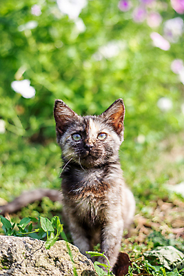 포토 JPG 해외이미지 주간 한마리 응시 새끼 사람없음 야외 아웃포커스 귀여움 고양이 길고양이 해외포토 자연요소 동물 1 시선 컨셉 포유류 촬영기법 반려동물 파일형식 이미지허브