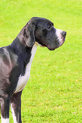 포토 JPG 해외이미지 동물 공원 행복 포유류 자연 거리 건강 사람 사람없음 야외 초록색 여름 반려동물 걷기 우정 산책 개 강아지 송곳니 기르기 유래 해외포토 계절 공공시설 감정 컬러 모션 휴식 친구 치아 생태계 돌봄 파일형식 이미지허브