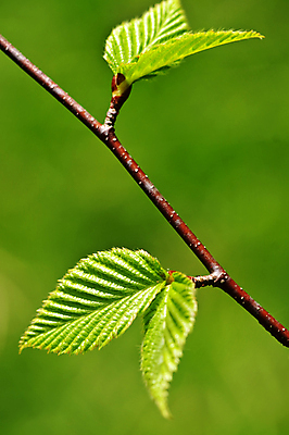 포토 JPG 해외이미지 나무 식물 계절 백그라운드 잎 자연 새로움 사람없음 초록색 뷰티 새싹 환경 봄 성장 나뭇가지 신선 닫기 묘사 유기농 질감 정맥 내추럴 생태학 그리너리 해외포토 웰빙 교육 컬러 컨셉 모션 생태계 혈관 파일형식 트랜드컬러 이미지허브