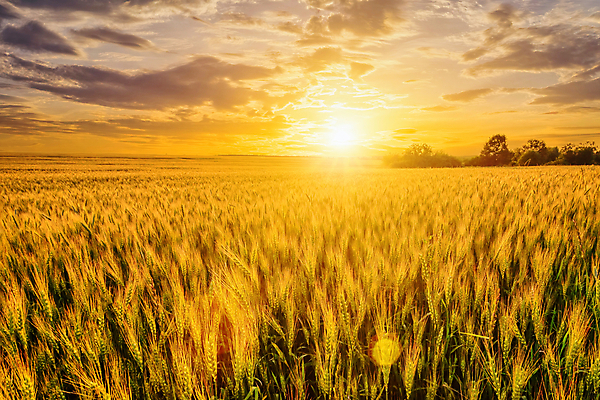 포토 JPG 해외이미지 자연 하늘 사람없음 야외 햇빛 태양 농경지 일몰 밀밭 해외포토 자연요소 밭 농장 노을 밀 생태계 파일형식 이미지허브