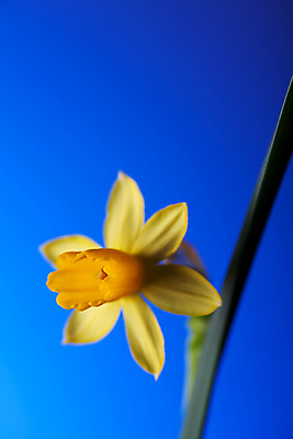 포토 JPG 해외이미지 식물 계절 꽃잎 꽃 줄기 백그라운드 잎 꽃무늬 발렌타인데이 사람없음 파란색 컬러풀 노란색 봄 활발 벚꽃 수선화 해외포토 컬러 컨셉 무늬 데이이벤트 파일형식 이미지허브