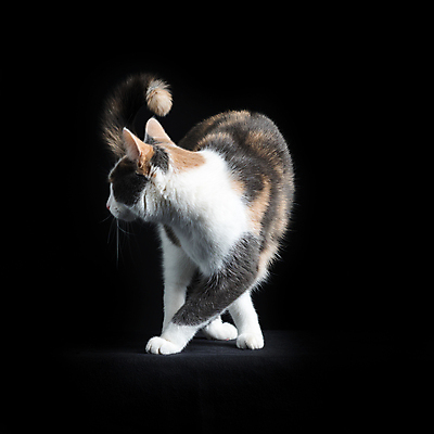 포토 JPG 해외이미지 전신 동물 백그라운드 포유류 수염 실내 사람없음 빨간색 컬러풀 검은색 고양이 회색 만지기 흰색 되감기 혼자 해외포토 컬러 모션 내부 반려동물 파일형식 이미지허브