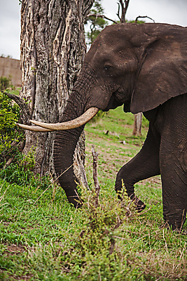 포토 JPG 해외이미지 동물 여자 야생동물 여행 포유류 아프리카 자연 초식동물 코끼리 사람없음 야외 걷기 환경 아기 황무지 보호 큼 사파리 환경보전 상아 멸종 서식지 내추럴 남아프리카 사바나 생태학 해외포토 교육 나라 컨셉 모션 사람 크기 사회이슈 생태계 파일형식 이미지허브