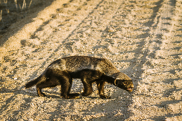 포토 JPG 해외이미지 동물 야생동물 이동 포유류 모션 아프리카 자연 국립공원 사람없음 가로 걷기 보호 사파리 남아프리카 보호구역 해외포토 공원 나라 컨셉 생태계 구역 파일형식 이미지허브