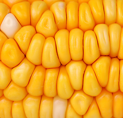 포토 JPG 해외이미지 식물 음식 잎 농업 채소 재료 자연 건강 옥수수 요리 씨앗 사람없음 여름 농작물 에너지 수확 성장 신선 닫기 달콤 먹기 묘사 유기농 알맹이 내추럴 생식 해외포토 웰빙 계절 산업 모션 곡류 맛 생태계 파일형식 이미지허브