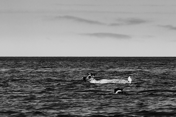 포토 JPG 해외이미지 동물 야생동물 음식 여행 이동 캐나다 밭 포유류 자연 사슴 뿔 서기 사람없음 야외 물 강 햇빛 갈색 걷기 검은색 흰색 중앙 북극 사냥 북쪽 철새 순록 해외포토 자연요소 컬러 컨셉 북아메리카 농업 모션 조류 태양 극지방 방향 생태계 파일형식 이미지허브