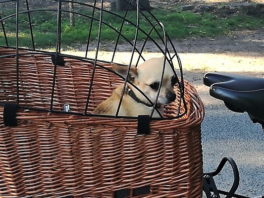 포토 JPG 해외이미지 동물 포유류 교통시설 사람없음 야외 반려동물 햇빛 태양 갈색 바구니 자전거 닫기 개 작음 해외포토 자연요소 컬러 교통 모션 바이크 크기 시설 파일형식 이미지허브