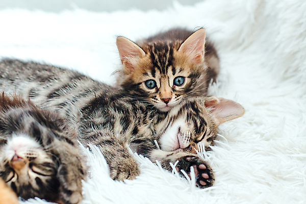 포토 JPG 해외이미지 응시 새끼 두마리 털 실내 세마리 사람없음 눕기 귀여움 고양이 잠 흰배경 해외포토 동물 시선 백그라운드 컨셉 2 포유류 모션 3 내부 반려동물 흰색 파일형식 이미지허브