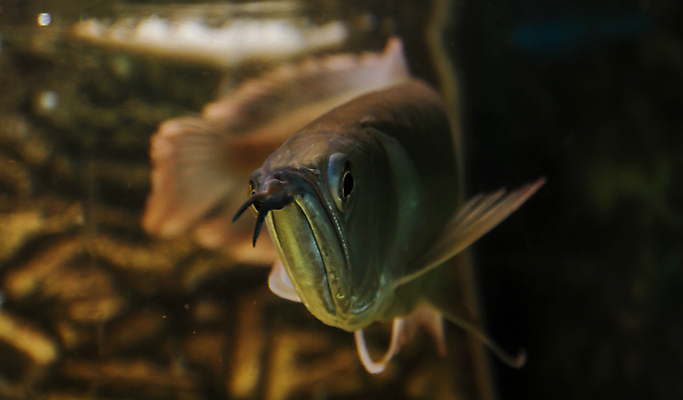 포토 JPG 해외이미지 동물 응시 호수 야생동물 자연 동물원 어류 사람없음 빨간색 물 강 컬러풀 뷰티 수중 수영 흰색 용 은색 눈금 생물학 꼬리 지느러미 수족관 내추럴 동물상 민물 아마존 이국적 브라질사람 해외포토 자연요소 시선 교육 컬러 조형물 수중동물 수상스포츠 생태계 파일형식 이미지허브