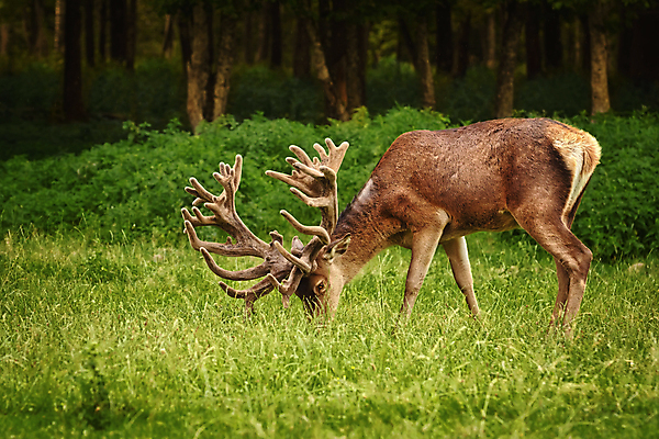 포토 JPG 해외이미지 주간 한마리 야생동물 사슴 뿔 잔디 사람없음 야외 숲 먹기 해외포토 자연요소 식물 동물 1 포유류 모션 파일형식 이미지허브