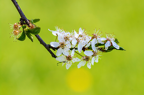 포토 JPG 해외이미지 식물 계절 꽃잎 꽃 줄기 백그라운드 잎 꽃무늬 자연 사람없음 초록색 빛 컬러풀 뷰티 맑음 봄 활발 들꽃 성장 벚꽃 흰색 나뭇가지 시골 신선 개화 체리 닫기 묘사 부드러움 내추럴 고립 해외포토 나무 컬러 컨셉 무늬 과일 모션 날씨 감각 생태계 파일형식 이미지허브