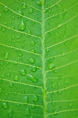 포토 JPG 해외이미지 나무 식물 구름 모래 파도 바다 섬 여행 잎 하늘 휴가 손바닥 풍경 사람없음 물 파란색 햇빛 만 닫기 휴양지 석호 몰디브 파라다이스 수평선 해외포토 자연요소 손 아시아 컬러 모션 태양 장소 파일형식 이미지허브