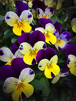 포토 JPG 해외이미지 식물 꽃잎 꽃 분홍색 백그라운드 잎 꽃무늬 패턴 자연 사람없음 초록색 여름 파란색 뷰티 노란색 정원 보라색 봄 벚꽃 신선 개화 제비꽃 원예 내추럴 고립 비올라 해외포토 계절 컬러 무늬 취미 생태계 파일형식 찰현악기 이미지허브