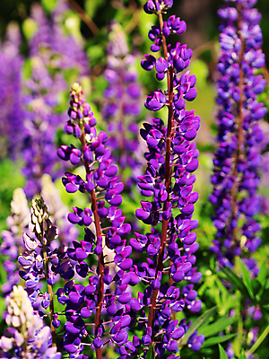 포토 JPG 해외이미지 식물 계절 꽃 백그라운드 잎 밭 자연 흡연 사람없음 야외 옆모습 초록색 파란색 뷰티 정원 보라색 봄 수확 벚꽃 신선 개화 닫기 허브 제비꽃 아로마 향 중독 세이지 효과 해외포토 뷰포인트 컬러 농업 모션 담배 생태계 파일형식 이미지허브