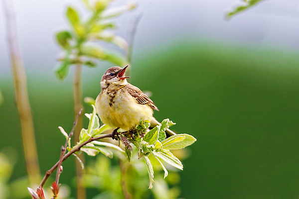 포토 JPG 해외이미지 나무 동물 1 계절 공원 남자 야생동물 백그라운드 겨울 날개 자연 조류 앉기 사람없음 야외 빨간색 초록색 여름 파란색 컬러풀 뷰티 갈색 노란색 정원 검은색 봄 흰색 나뭇가지 숲 작음 깃털 꼬리 부리 참새 서식지 내추럴 고립 동물상 해외포토 식물 공공시설 컬러 모션 사람 조형물 크기 생태계 파일형식 이미지허브