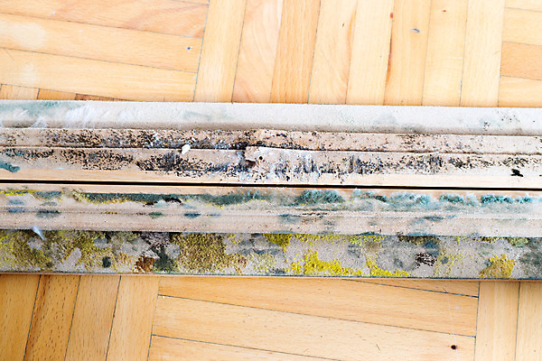 포토 JPG 해외이미지 벽 주택 실내 건강 사람없음 내부 방 수리 지저분함 위험 수분 묘사 문제 곰팡이 수목 해로움 못생김 해외포토 컨셉 건물 감각 파일형식 이미지허브