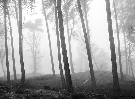포토 JPG 해외이미지 나무 계절 공원 유럽 백그라운드 잎 겨울 밭 자연 하늘 아침 풍경 사람없음 야외 초록색 빛 햇빛 태양 뷰티 일출 환경 새벽 추위 안개 가을 시골 숲 속도 네덜란드 내추럴 삼림지대 해외포토 주간 자연요소 식물 공공시설 나라 컬러 농업 날씨 노을 생태계 파일형식 이미지허브