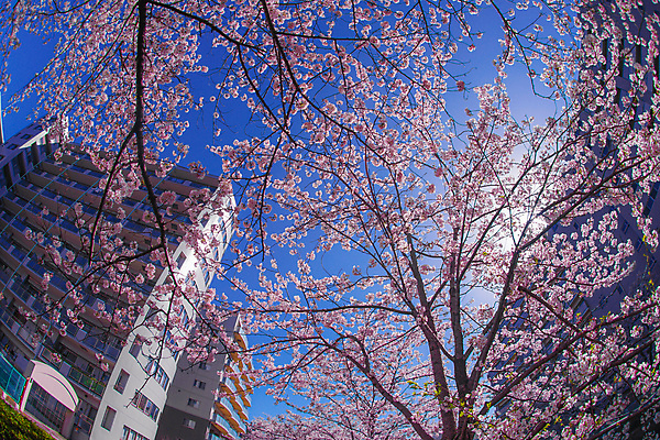 포토 JPG 해외이미지 주간 로우앵글 봄꽃 자연 야외 일본 봄 벚꽃 벚나무 해외포토 자연요소 나무 계절 꽃 아시아 뷰포인트 생태계 파일형식 이미지허브