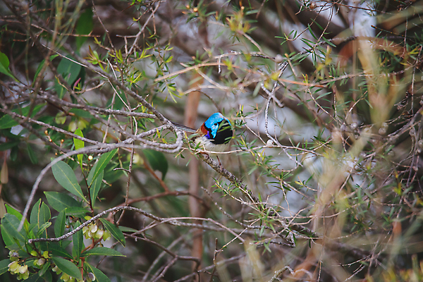 포토 JPG 해외이미지 손 남자 야생동물 백그라운드 자연 조류 요정 서기 사람없음 초록색 물 파란색 컬러풀 갈색 흰색 나뭇가지 관찰 호주 작음 꼬리 고립 오지 해외포토 자연요소 나무 동물 컬러 모션 사람 신체부위 오세아니아 크기 생태계 파일형식 이미지허브