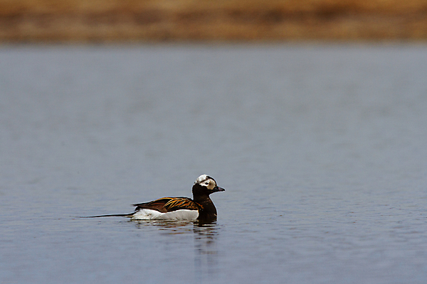 포토 JPG 해외이미지 동물 남자 야생동물 바다 백그라운드 이동 캐나다 자연 조류 오리 사람없음 가로 물 파란색 환경 검은색 흰색 북극 깃털 꼬리 북쪽 내추럴 해외포토 자연요소 컬러 컨셉 북아메리카 사람 극지방 방향 생태계 파일형식 이미지허브