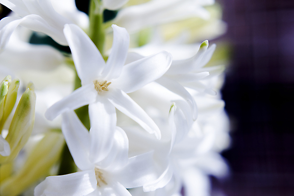 포토 JPG 해외이미지 식물 계절 공원 꽃잎 꽃 선 백그라운드 꽃무늬 밭 봄꽃 자연 한명 야외 초록색 컬러풀 뷰티 정원 봄 벚꽃 흰색 신선 개화 제비꽃 내추럴 히아신스 해외포토 1 공공시설 컬러 무늬 농업 사람 생태계 파일형식 이미지허브