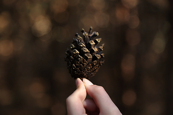 포토 JPG 해외이미지 나무 라이프스타일 손 계절 여자 행복 어린이 백그라운드 크리스마스 손가락 자연 휴가 건조 씨앗 사람 사람없음 야외 목재 장식 초록색 갈색 축하 잡기 소나무 닫기 소프트포커스 숲 오브젝트 솔방울 침엽수 전나무 원뿔 내추럴 해외포토 도형 식물 기념일 감정 컬러 컨셉 재료 모션 촬영기법 생활 신체부위 생태계 파일형식 이미지허브