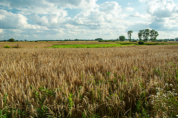 포토 JPG 해외이미지 나무 식물 구름 빵 밭 농업 자연 하늘 날씨 옥수수 풍경 사람없음 야외 여름 파란색 농작물 햇빛 농장 농경지 노란색 환경 맑음 수확 성장 전원 시골 황금 낟알 땅 시리얼 밀 보리 호밀 수평선 해외포토 자연요소 계절 산업 음식 컬러 곡류 태양 전기에너지 생태계 파일형식 이미지허브