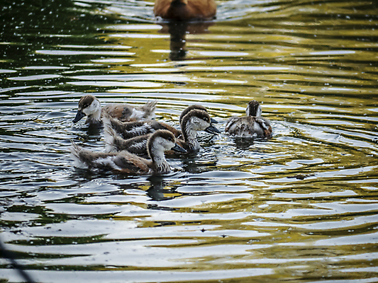 포토 JPG 해외이미지 동물 공원 여자 호수 야생동물 바다 날개 자연 조류 오리 풍경 사람없음 야외 초록색 물 여름 파란색 강 뷰티 반사 갈색 환경 수영 연못 그룹 깃털 부리 물새 청둥오리 내추럴 해외포토 자연요소 계절 공공시설 컬러 사람 수상스포츠 생태계 파일형식 이미지허브