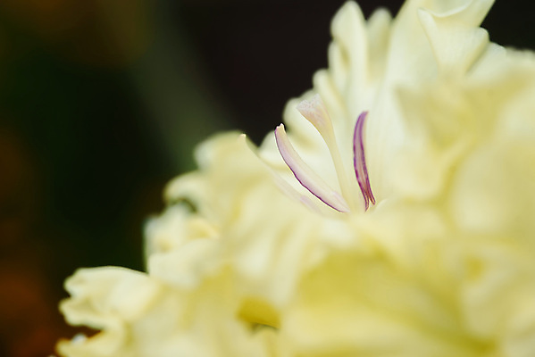 포토 JPG 해외이미지 식물 꽃잎 꽃 꽃다발 백그라운드 컨셉 꽃무늬 패턴 자연 추상 사람없음 장식 물 여름 빛 노란색 정원 벚꽃 꽃술 신선 닫기 소프트포커스 묘사 유기농 원예 질감 잡종 내추럴 꽃수술 흥미 해외포토 자연요소 웰빙 계절 컬러 무늬 모션 촬영기법 취미 생태계 파일형식 이미지허브