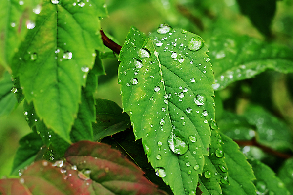 포토 JPG 해외이미지 식물 라이프스타일 백그라운드 잎 다이어트 자연 추상 사람없음 초록색 물 빛 약 환경 거품 젖음 촉촉함 물방울 신선 닫기 떨어짐 이슬 청소 빗방울 묘사 위생관리 스플래쉬 해외포토 자연요소 컬러 컨셉 무늬 의학 모션 건강 관리 생활 비_날씨 생태계 파일형식 이미지허브