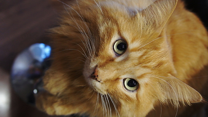 포토 JPG 해외이미지 한마리 응시 실내 사람없음 아웃포커스 귀여움 고양이 해외포토 1 시선 컨셉 포유류 촬영기법 내부 반려동물 파일형식 이미지허브