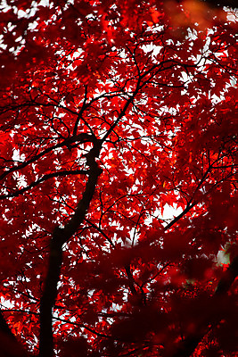 포토 JPG 해외이미지 나무 식물 계절 공원 백그라운드 단풍 잎 패턴 자연 프레임 사람없음 야외 목재 빨간색 빛 컬러풀 노란색 일본 변화 황금 숲 질감 10월 내추럴 교토 해외포토 공공시설 아시아 컬러 컨셉 무늬 재료 날짜 생태계 파일형식 이미지허브