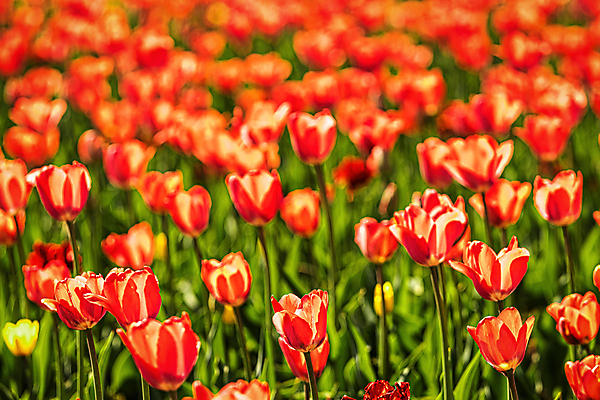 포토 JPG 해외이미지 식물 계절 공원 꽃잎 꽃 유럽 꽃무늬 자연 사람없음 빨간색 여름 컬러풀 햇빛 정원 보라색 봄 활발 튤립 성장 벚꽃 네덜란드 보케 엽서 문학 화단 해외포토 공공시설 나라 컬러 컨셉 무늬 태양 편지 생태계 파일형식 이미지허브