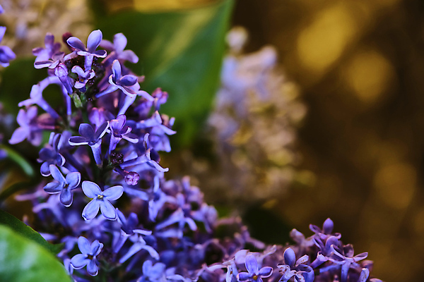 포토 JPG 해외이미지 식물 디자인 계절 꽃잎 꽃 줄기 분홍색 꽃다발 백그라운드 잎 꽃무늬 자연 검은배경 사람없음 장식 초록색 컬러풀 뷰티 우주 보라색 검은색 봄 벚꽃 흰색 나뭇가지 신선 개화 다발 배열 제비꽃 라일락 내추럴 고립 해외포토 나무 컬러 무늬 생태계 파일형식 이미지허브