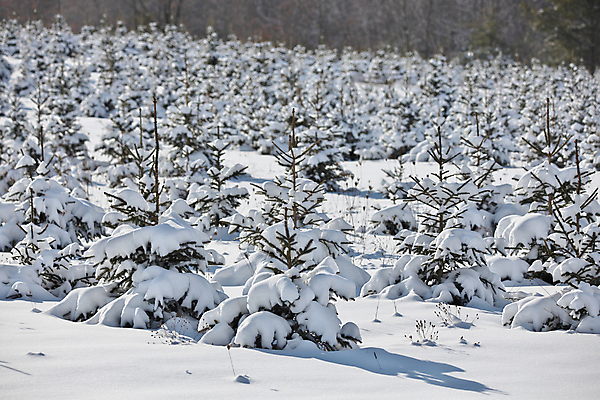 포토 JPG 해외이미지 나무 식물 계절 백그라운드 크리스마스 겨울 밭 농업 자연 동화 사람없음 초록색 햇빛 농장 환경 냉동 침묵 추위 시골 숲 유기농 엽서 상록수 침엽수 전나무 내추럴 묘목 줄서기 폭설 눈내림 가문비나무 세련 해외포토 웰빙 기념일 산업 컬러 모션 눈_날씨 태양 소리 자연재해 편지 생태계 파일형식 이미지허브