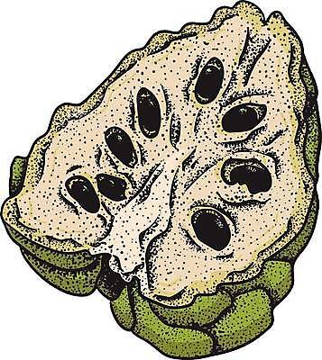 EPS 해외이미지 식물 음식 잎 농업 과일 일러스트 자연 디저트 건강 씨앗 세트 정원 수확 신선 달콤 사과 설탕 스케치 수집 메뉴 유기농 손그림 내추럴 이국적 채식주의자 현실 맛있는 해외일러스트 웰빙 산업 미술 맛 생태계 채식 파일형식 벡터 이미지허브