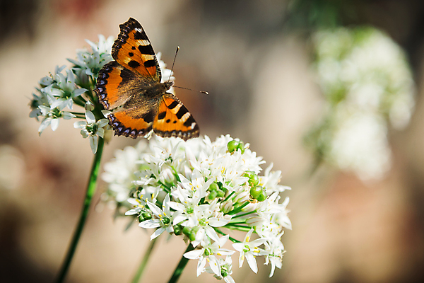 포토 JPG 해외이미지 식물 동물 꽃 야생동물 나비 곤충 백그라운드 잎 밭 오렌지 자연 초원 사람없음 야외 초록색 여름 뷰티 노란색 환경 정원 봄 흰색 꿀 내추럴 해외포토 계절 컬러 농업 과일 생태계 파일형식 이미지허브
