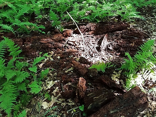 포토 JPG 해외이미지 나무 식물 자연 사람없음 초록색 갈색 숲 통나무 썩음 양치류 해외포토 컬러 생태계 파일형식 이미지허브