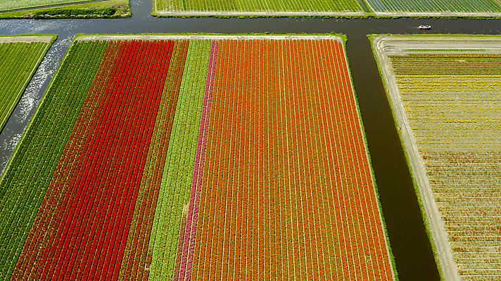 포토 JPG 해외이미지 꽃밭 밭 농업 사람없음 튤립 네덜란드 항공촬영 해외포토 꽃 유럽 산업 뷰포인트 파일형식 이미지허브