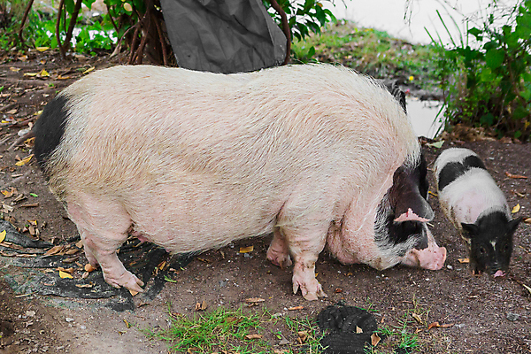 포토 JPG 해외이미지 동물 1 라이프스타일 음식 모래 분홍색 농업 비즈니스 포유류 가정 자연 주택 육류 돼지고기 성인 사람없음 야외 농장 머리 귀여움 농사 검은색 식사 가축 방 성장 흰색 시골 돼지 그룹 닫기 큼 뿌리기 유기농 주둥이 내추럴 기르기 밭일 해외포토 웰빙 산업 컬러 컨셉 식재료 모션 사람 건물 생활 신체부위 크기 생태계 돌봄 파일형식 이미지허브