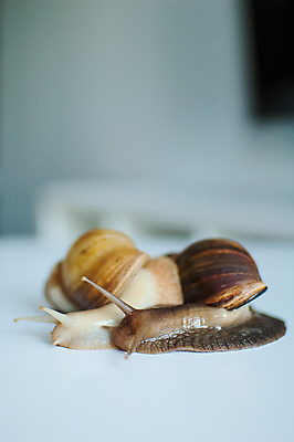 포토 JPG 해외이미지 식물 동물 백그라운드 2 가족 자연 탁자 연체동물 주택 나선형 요리 사람없음 목재 옆모습 초록색 반려동물 컬러풀 농장 갈색 정원 껍질 흰색 작음 먹기 속도 느림 내추럴 기어가기 동물상 민달팽이 식용 끈적임 해외포토 나무 뷰포인트 컬러 가구 무늬 농업 재료 관계 모션 무척추동물 건물 조형물 크기 생태계 파일형식 달팽이_동물 이미지허브