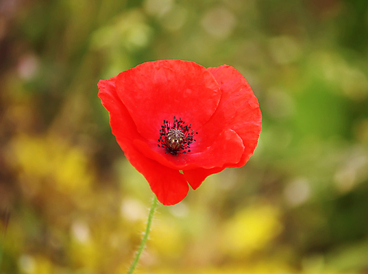 포토 JPG 해외이미지 식물 꽃잎 꽃 줄기 분홍색 컨셉 밭 자연 하늘 휴가 선물 풍경 사람없음 야외 장식 빨간색 초록색 여름 파란색 햇빛 태양 뷰티 정원 봄 성장 벚꽃 전원 시골 신선 잠 개화 땅 양귀비 넘어짐 마약 멀티 수평선 해외포토 자연요소 계절 컬러 농업 모션 전기에너지 생태계 파일형식 이미지허브