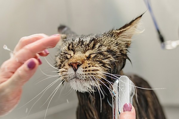 포토 JPG 해외이미지 한마리 손 실내 들기 아웃포커스 신체부위 귀여움 눈감음 고양이 목욕 물방울 샤워기 애견미용 애견미용사 씻겨주기 해외포토 1 컨셉 포유류 모션 촬영기법 사람 내부 반려동물 뷰티 청결 미용사 파일형식 이미지허브