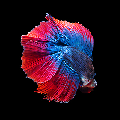포토 JPG 해외이미지 한마리 검은배경 어류 사람없음 빨간색 파란색 베타 해외포토 1 컬러 백그라운드 검은색 수중동물 파일형식 이미지허브