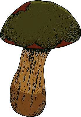 EPS 해외이미지 식물 손 음식 채소 일러스트 재료 자연 건강 요리 세트 버섯 수확 굴 낙서 숲 스케치 메뉴 그림 유기농 날것 손그림 레시피 판화 내추럴 고립 곰팡이 식용 채식주의자 맛있는 해외일러스트 웰빙 농업 어패류 미술 신체부위 생태계 채식 파일형식 벡터 이미지허브