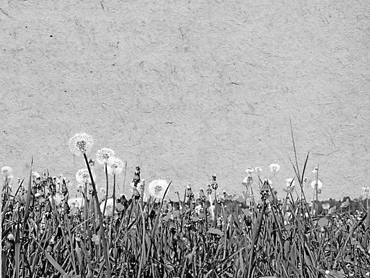 포토 JPG 해외이미지 꽃 선 백그라운드 밭 자연 잉크 흑백 창조 사람없음 장식 연필 디지털 회색 수확 소용돌이 흰색 붓 점 구멍 그리기 메시지 변화 가장자리 황폐 인쇄 민들레 자르기 허브 부식 그림 질감 먼지 페이지 직사각형 부화 구식 그런지 무생채 썩음 쓰다듬기 국경 해외포토 도형 식물 컬러 컨셉 농업 모션 학용품 촬영기법 필기구 회오리 둘레 생태계 파일형식 이미지허브