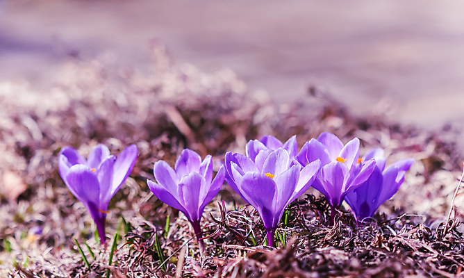포토 JPG 해외이미지 식물 계절 공원 꽃잎 꽃 백그라운드 꽃무늬 자연 휴가 사람없음 야외 초록색 컬러풀 뷰티 갈색 환경 정원 맑음 보라색 봄 낭만 성장 벚꽃 신선 개화 숲 제비꽃 원예 내추럴 사프란 처음 해외포토 공공시설 컬러 컨셉 무늬 날씨 취미 향신료 생태계 파일형식 이미지허브